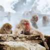 monkey-park-winter